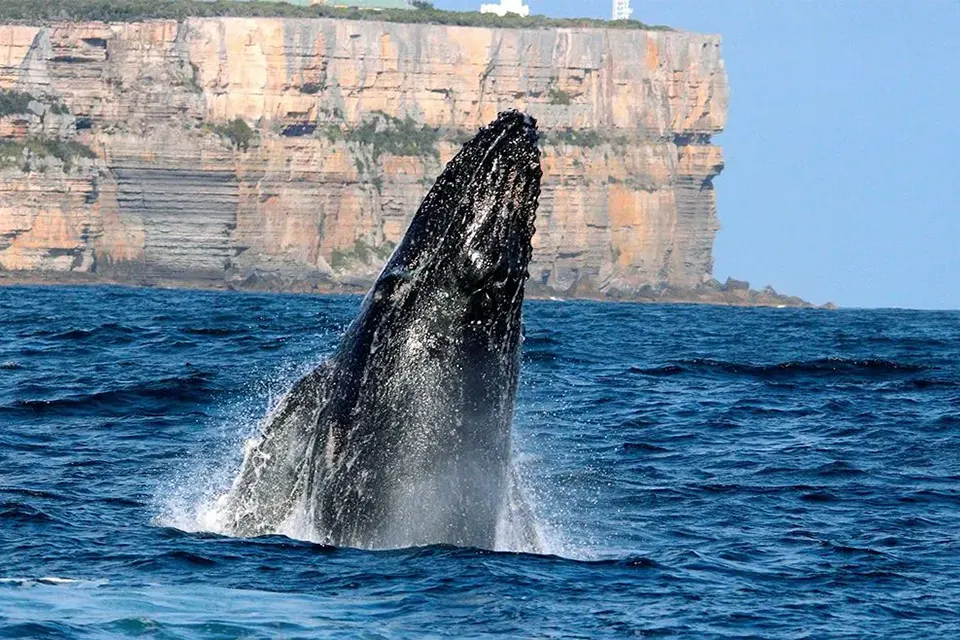 Whale watching, Point Perpendicular